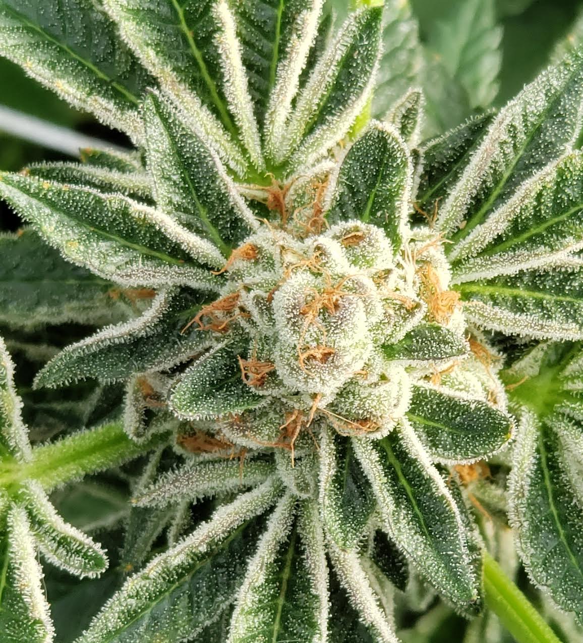 greenhouse Animal Cookies