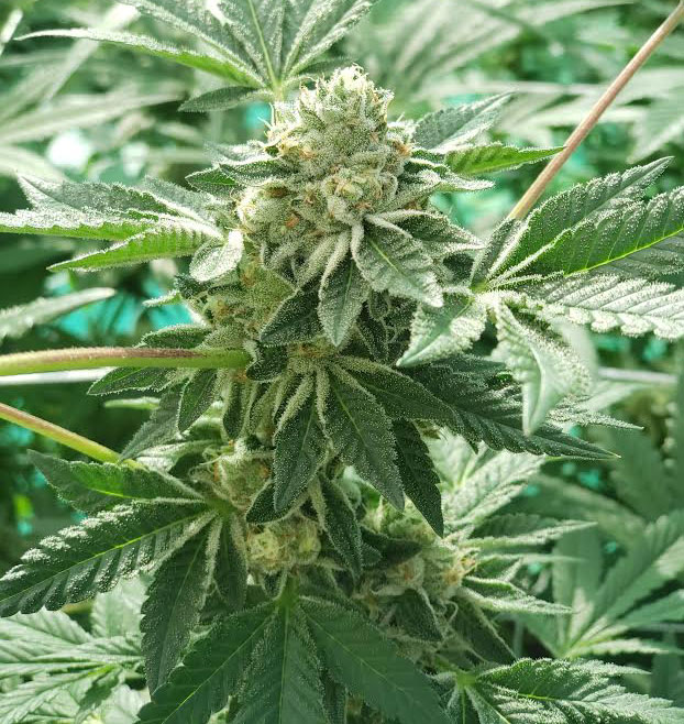 Sungrown Animal Cookies