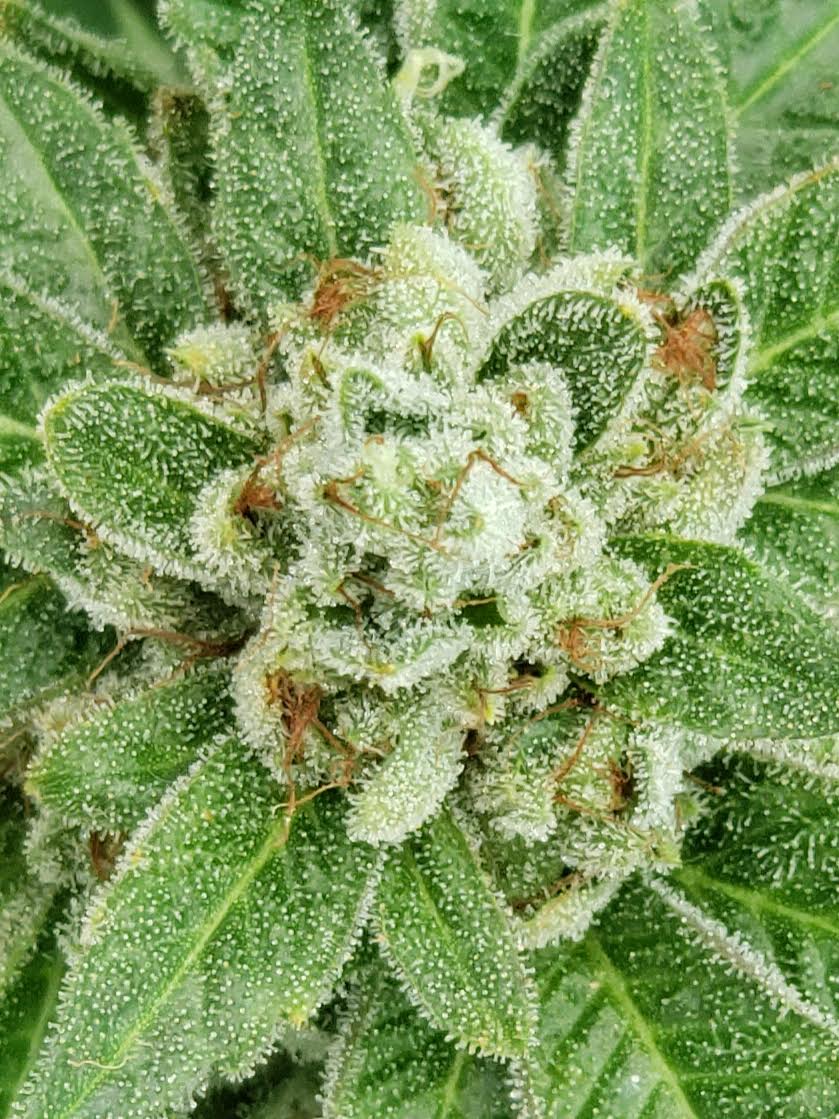 Crippy OG Kush PRE-86