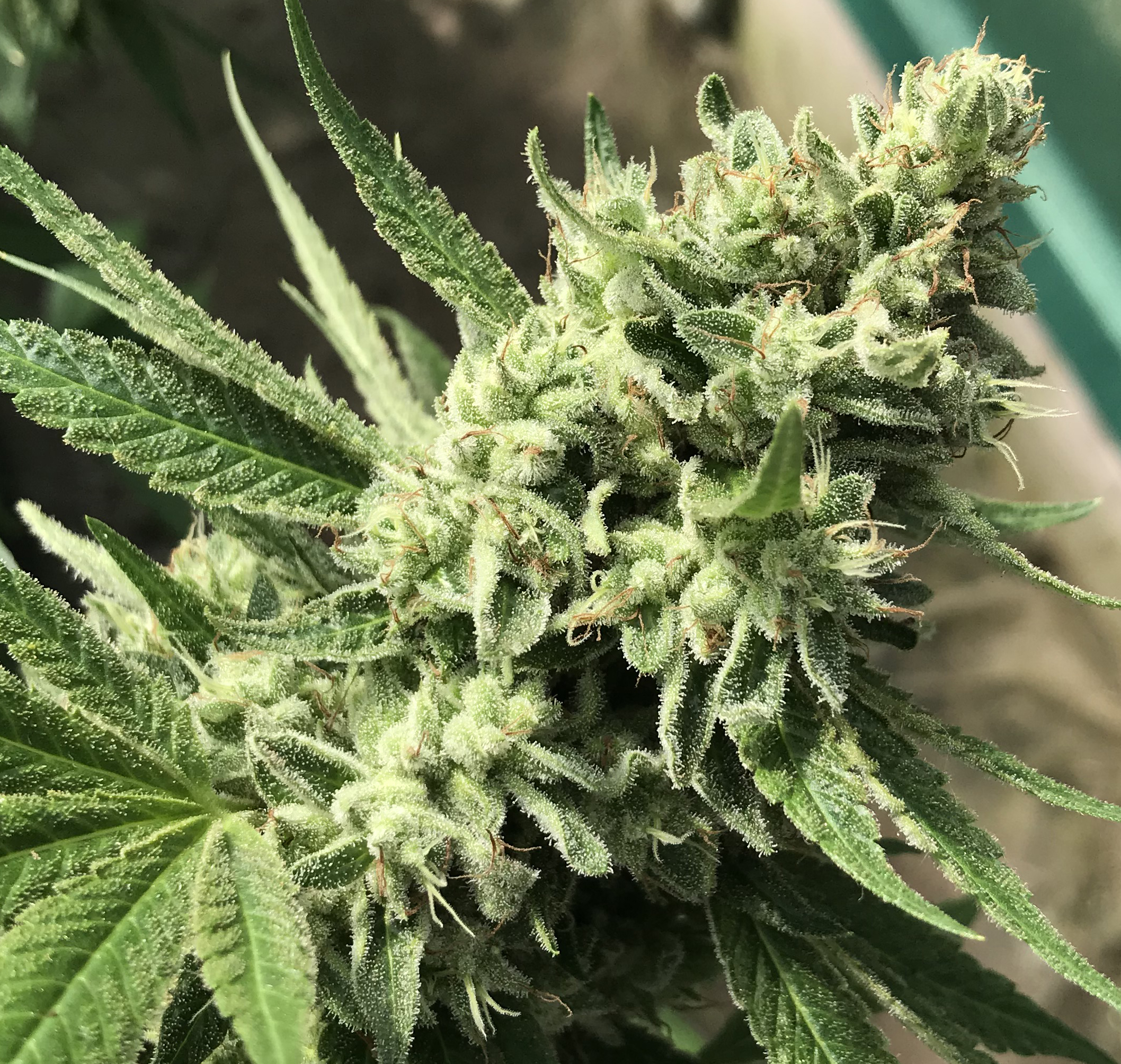 Frosty gg4 Flower